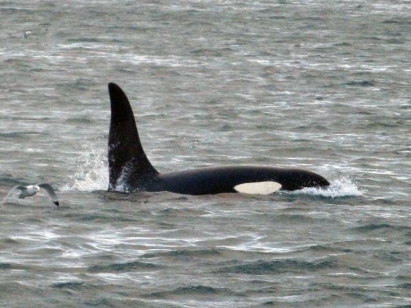 British Columbia Fall wildlife tour