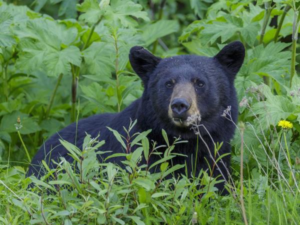British Columbia Fall wildlife tour