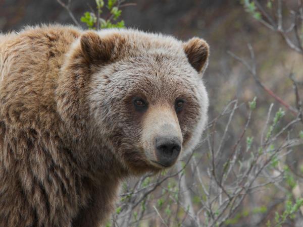 British Columbia Fall wildlife tour