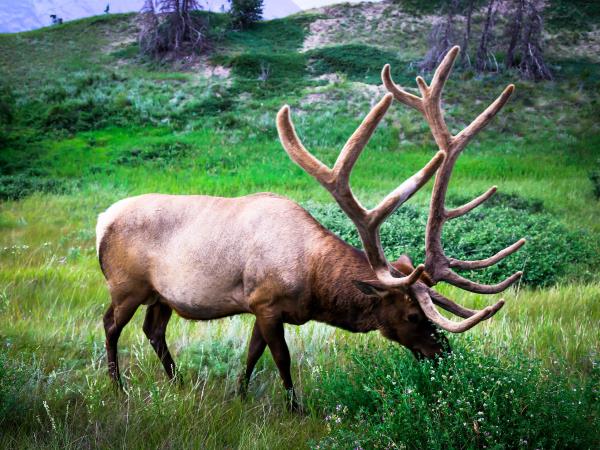 British Columbia Fall wildlife tour