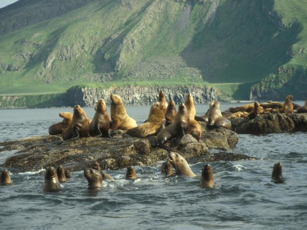 British Columbia Fall wildlife tour