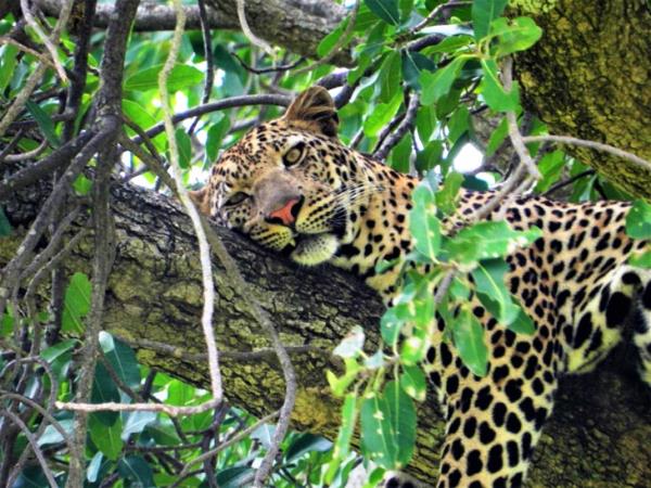 Privately guided Uganda holiday