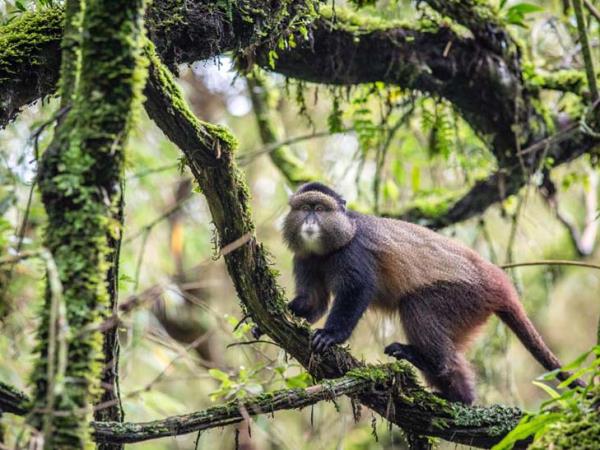 Privately guided Uganda holiday
