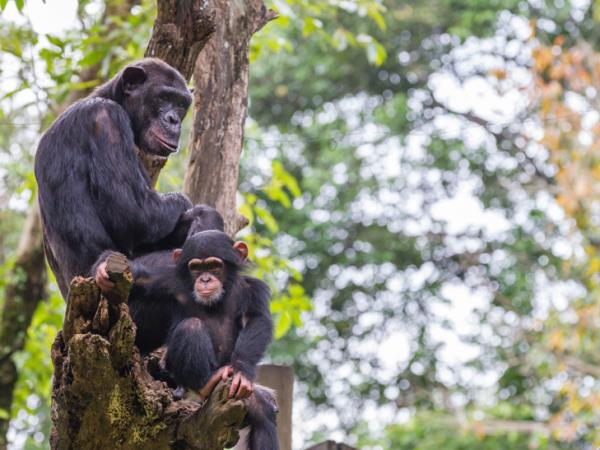 Uganda gorilla safari and Murchison Falls vacation