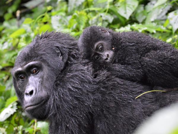 Uganda gorilla safari and Murchison Falls vacation