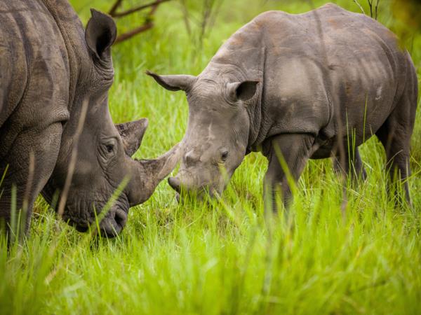 Uganda gorilla safari and Murchison Falls vacation