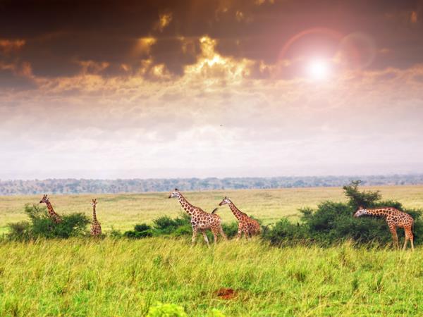 Uganda gorilla safari and Murchison Falls vacation