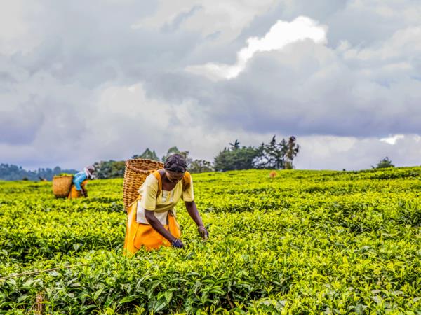 Uganda primate trekking and community holiday