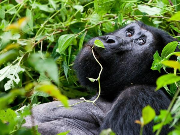 Uganda primate trekking and community holiday