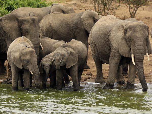 Uganda primate trekking and community holiday