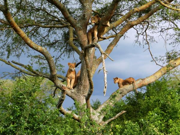 Uganda primate trekking and community holiday