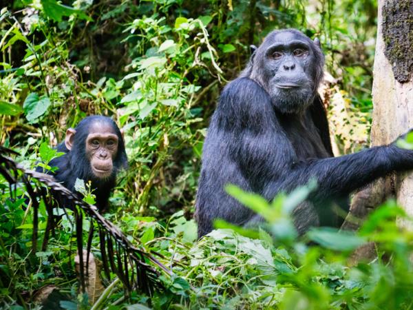 Uganda primate trekking and community holiday