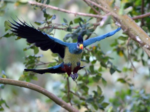 Uganda primate trekking and community holiday