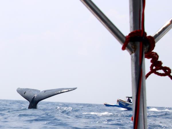 Swim with whales in Sri Lanka