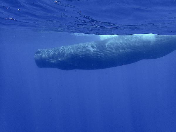 Swim with whales in Sri Lanka