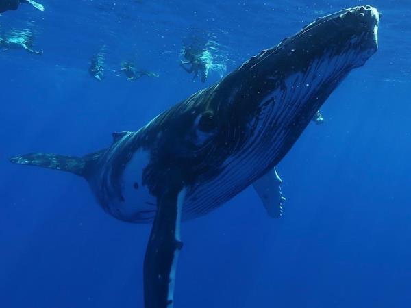 Swim with humpback whales in Tahiti