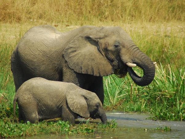 Uganda National Parks wildlife vacation