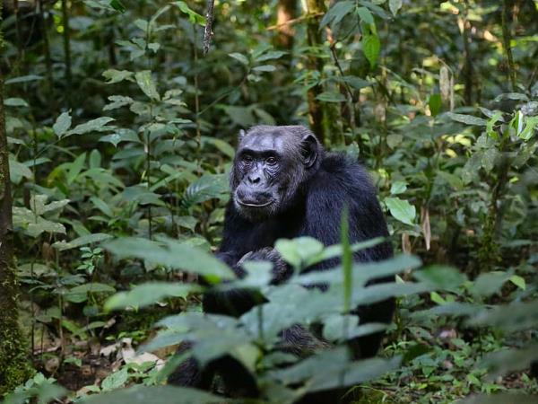 Uganda National Parks wildlife vacation