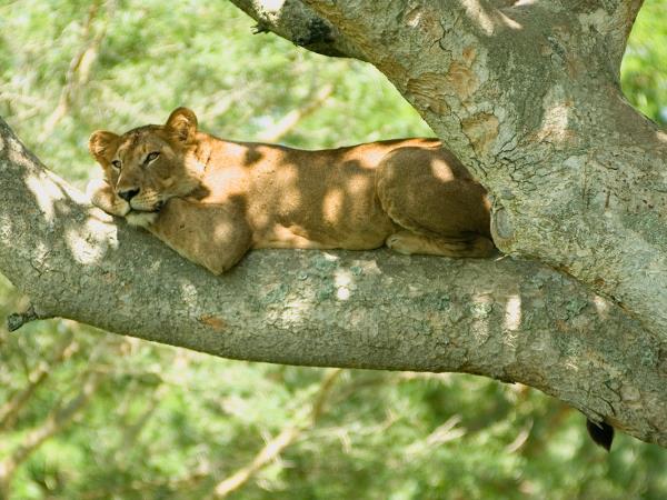 Uganda National Parks wildlife vacation