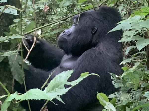 Uganda National Parks wildlife vacation