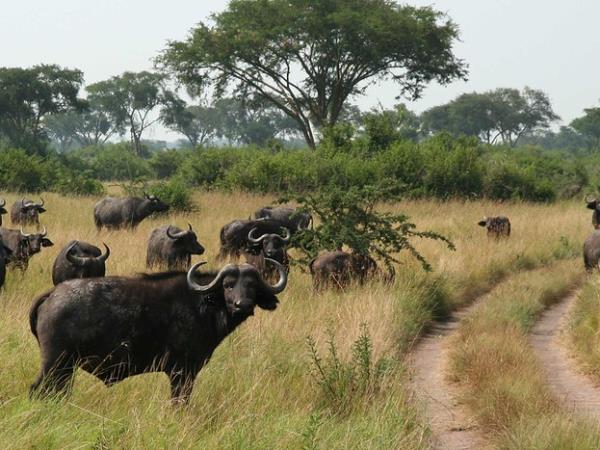 Uganda National Parks wildlife vacation