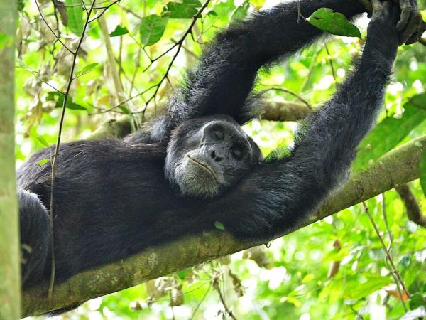 Uganda family vacation, wildlife and culture