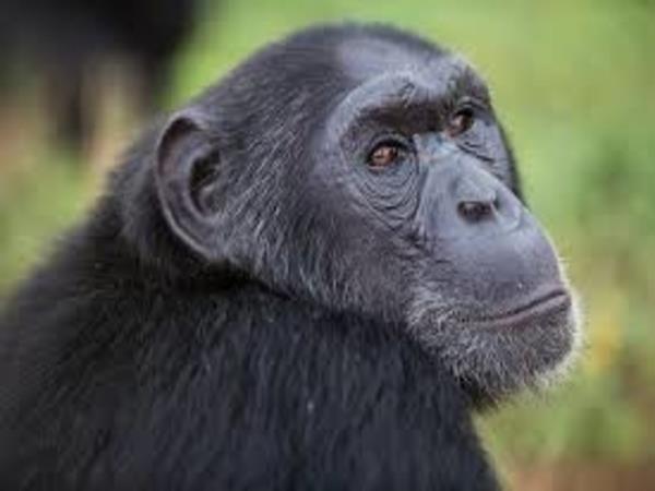 Uganda family vacation, wildlife and culture