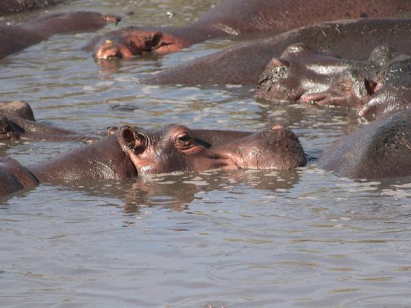 Tanzania wildlife tour, tailor made