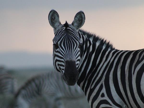 Tanzania wildlife tour, tailor made
