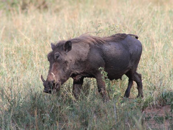 Tanzania wildlife tour, tailor made