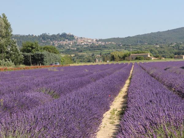 Provence cultural tour