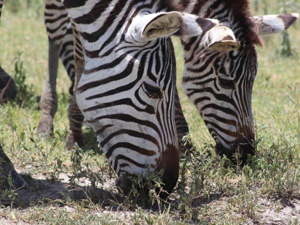 Highlights of Tanzania tailor made vacation