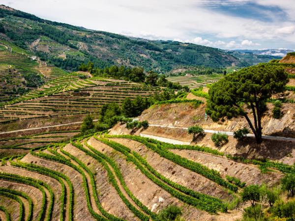Douro Valley cycling and gastronomy vacation, Portugal