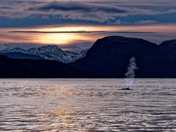 Whale watching and Northern Lights sailing cruise in Norway