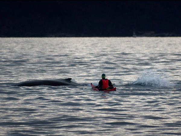 Whale watching and Northern Lights sailing cruise in Norway