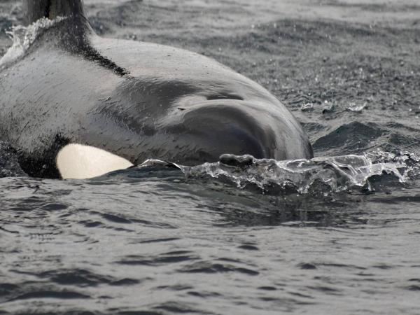 Whale watching and Northern Lights sailing cruise in Norway