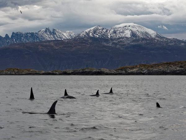 Whale watching and Northern Lights sailing cruise in Norway