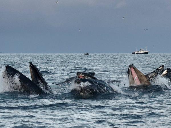 Whale watching and Northern Lights sailing cruise in Norway