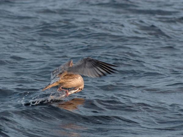 Whale watching and Northern Lights sailing cruise in Norway