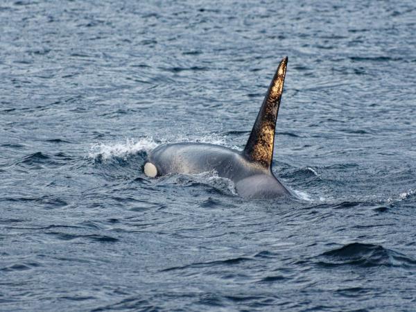 Whale watching and Northern Lights sailing cruise in Norway