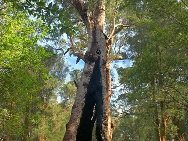 Bibbulmun Track guided group walk, Australia