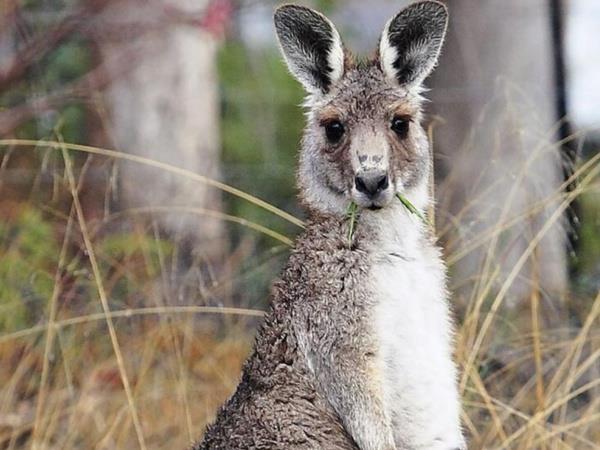 Bibbulmun Track guided group walk, Australia