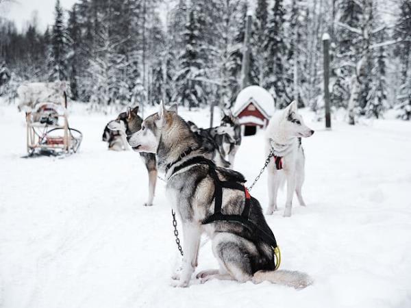The best of Lapland in 4 nights/5 days