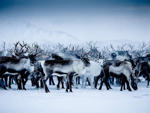 The best of Lapland in 4 nights/5 days