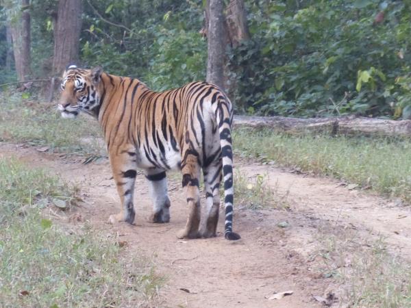 Central and Western India vacation, rural life