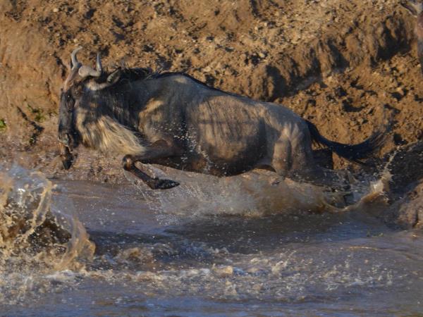 Kenya wildlife safari, tailor made