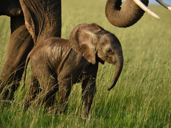 Kenya wildlife safari, tailor made