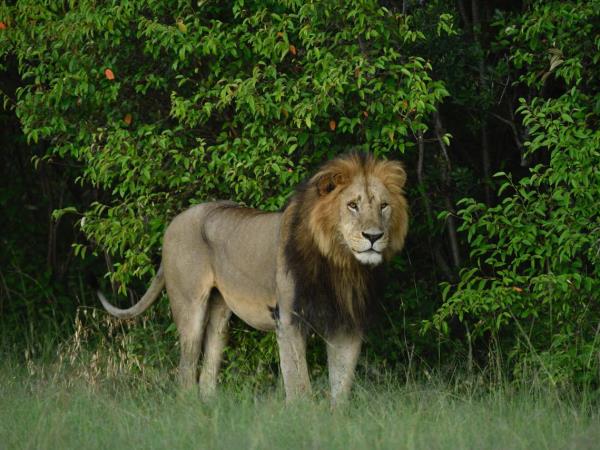 Kenya wildlife safari, tailor made