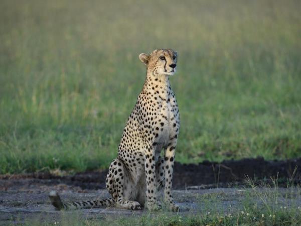 Kenya wildlife safari, tailor made