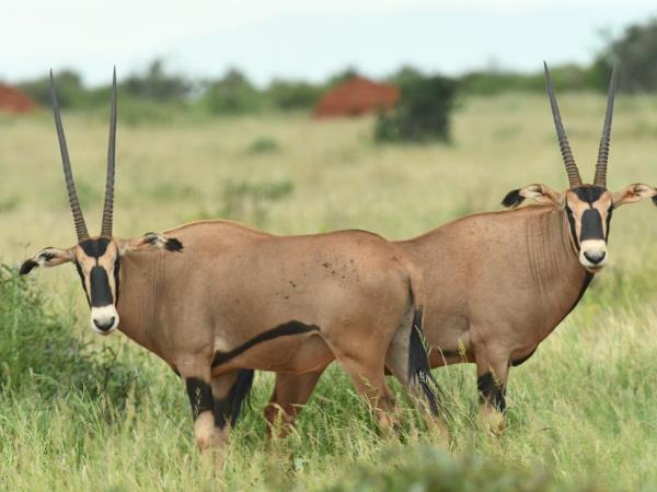 Kenya wildlife safari, tailor made